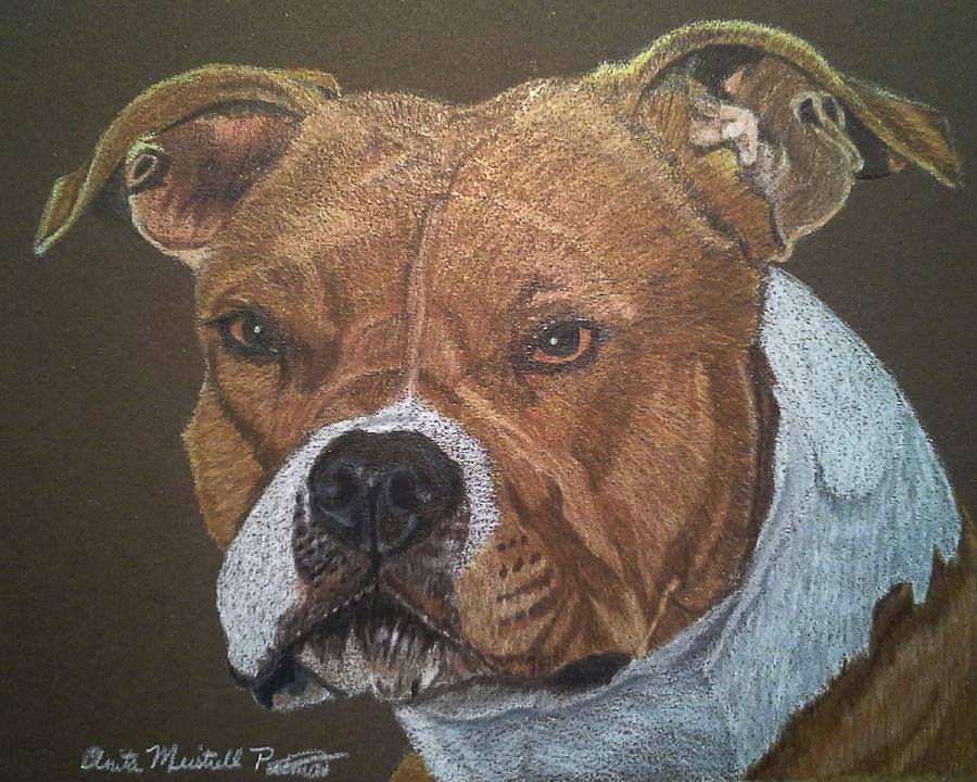 American Pit Bull Terrier Drawing by Anita Putman