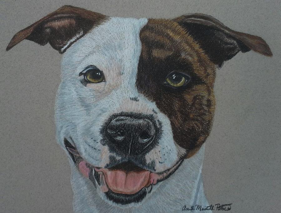 American Pit Bull Terrier II Drawing by Anita Putman