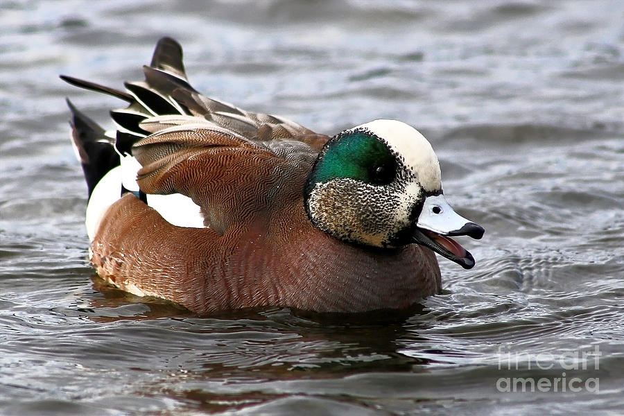 American Wigeon Painting By Sue Harper Fine Art America