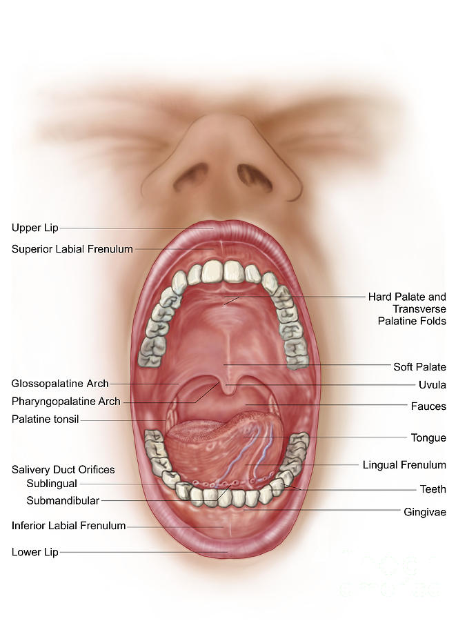 Anatomy Of Human Mouth 89