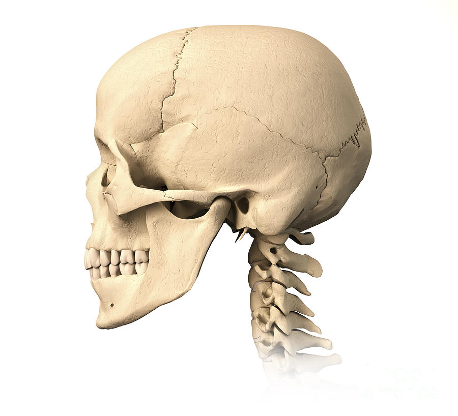 Anatomy Of Human Skull Side View Photograph By Leonello Calvetti