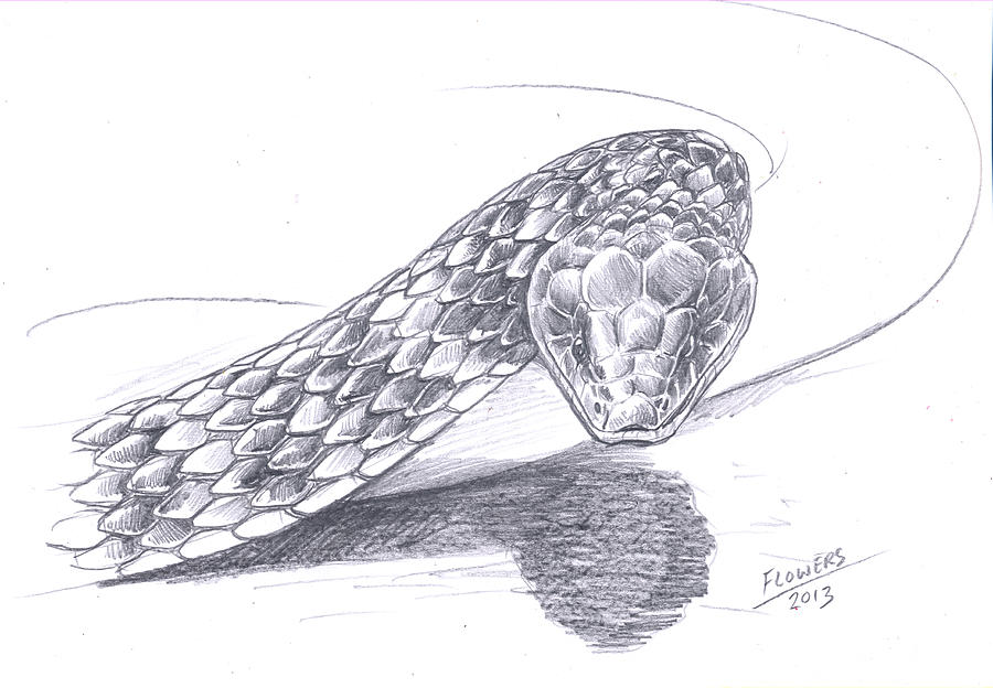 Realistic Snake Pencil Drawing Sketch Coloring Page.