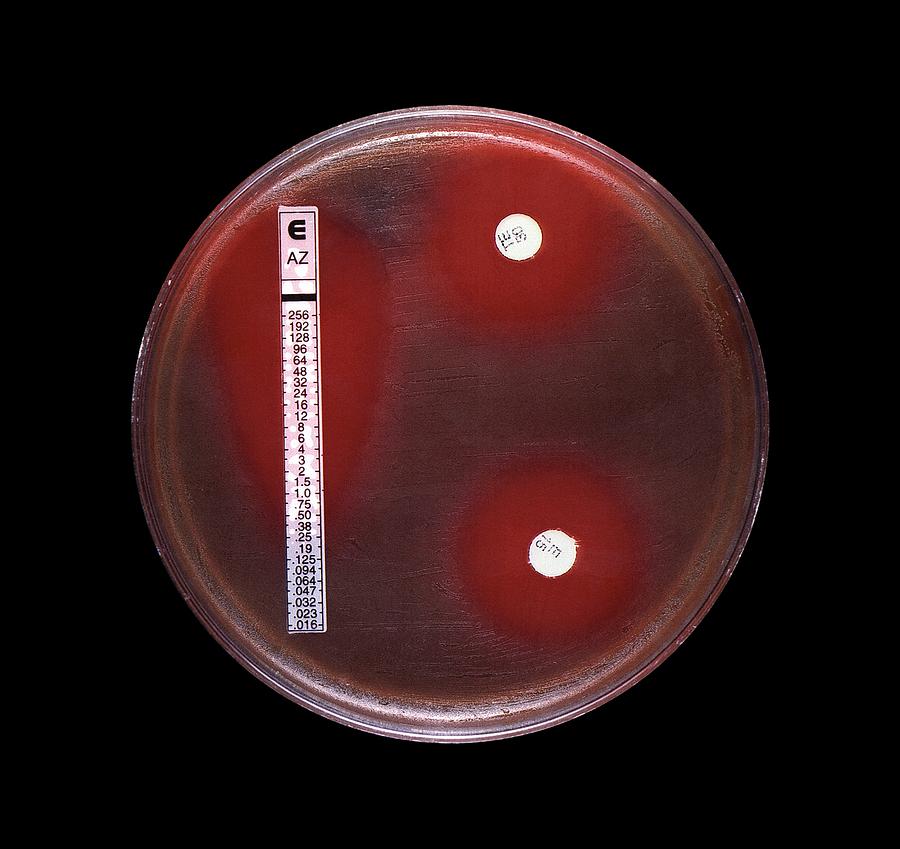 Antimicrobial Susceptibility Test Photograph By Cdc Science Photo