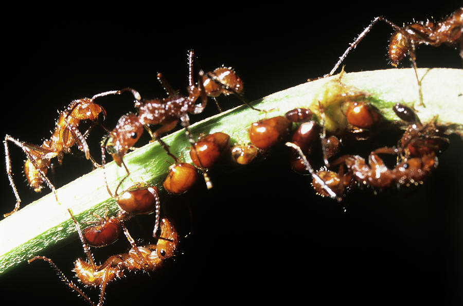 Ants Feeding On Leafhopper Honeydew Photograph By Dr Morley Read