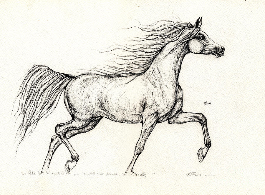 Arabian Horse Drawing 2013 09 13c Drawing by Angel Tarantella