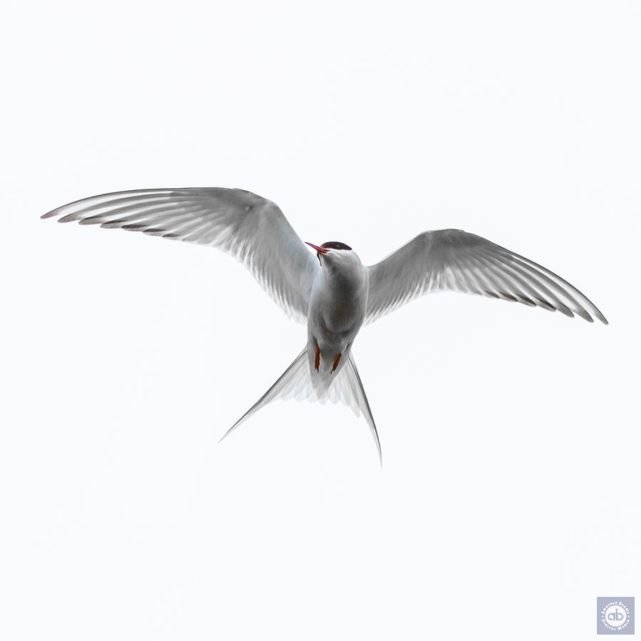 Arctic Tern Photograph By Anatole Beams Fine Art America