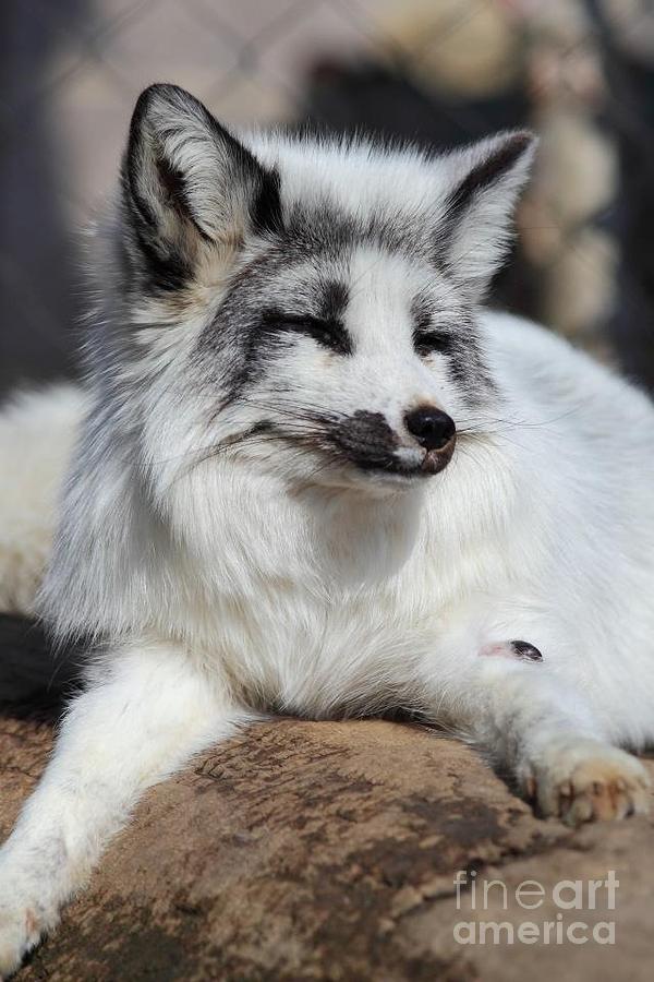 Arctic wolf essay