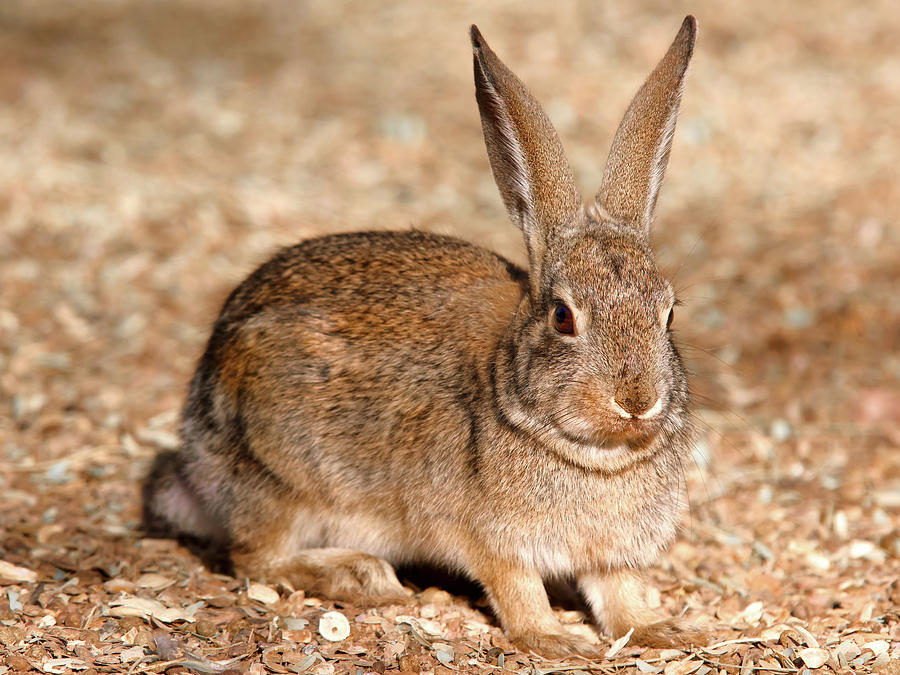 Arizona Desert Cottontail Photograph