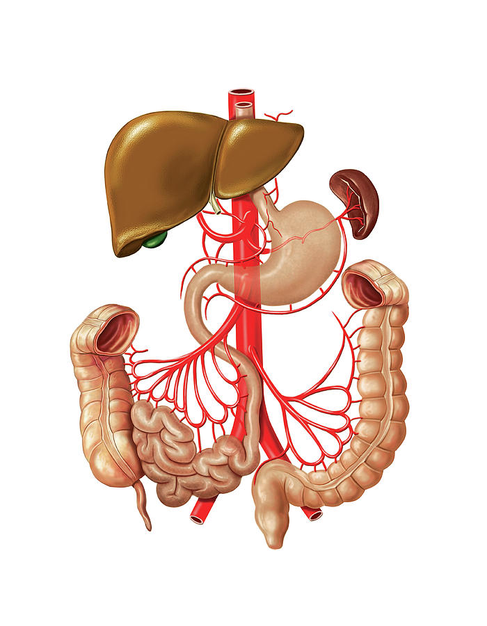 Arterial System Of Gastrointestinal Tract Photograph By Asklepios