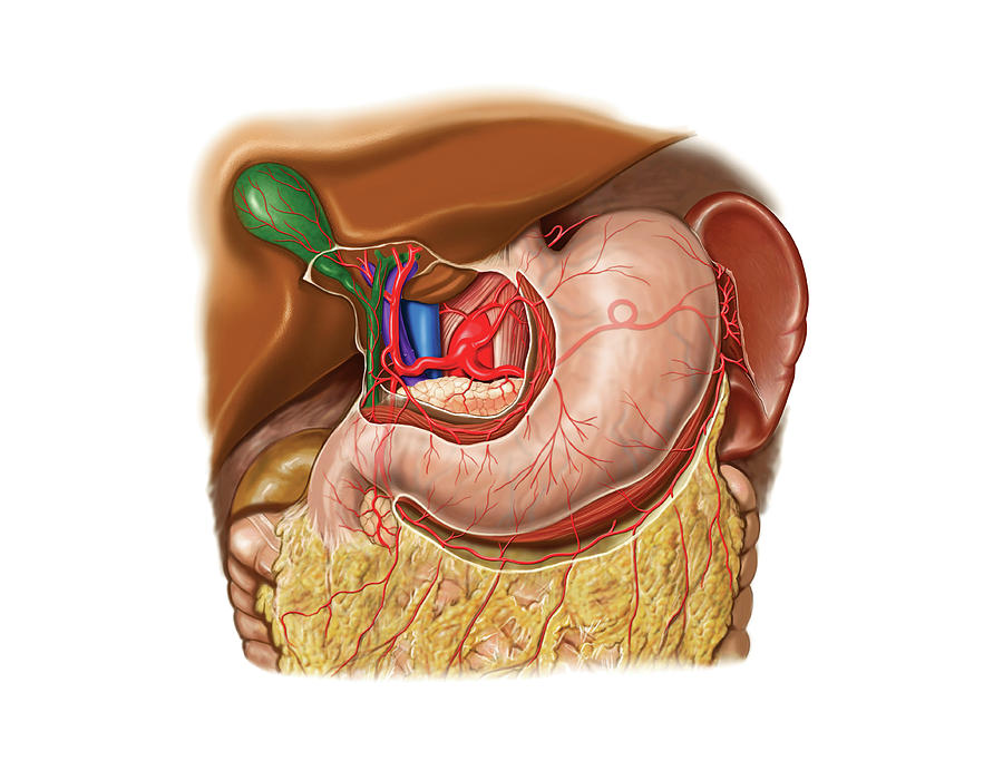 Arterial System Of Stomach By Asklepios Medical Atlas