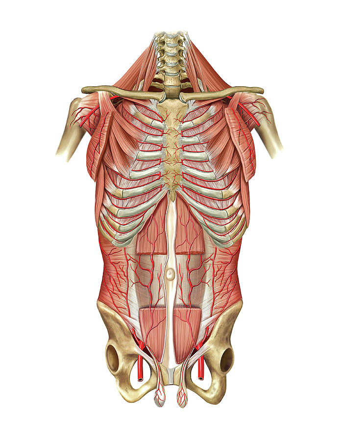 Stomach Anatomy Photograph By Asklepios Medical Atlas Images And