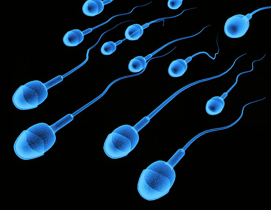 Body absorbs sperm