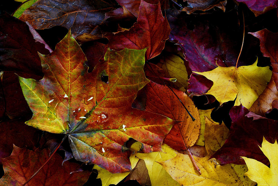  - autumn-colours-john-chivers