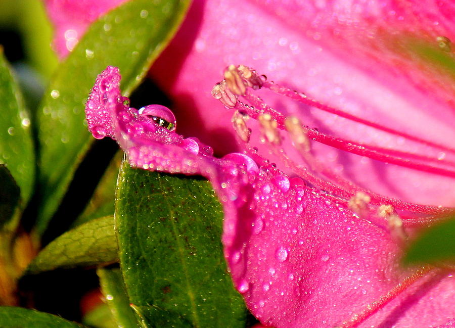 Azalea Water Drops Photograph By Frank Selvage Fine Art America