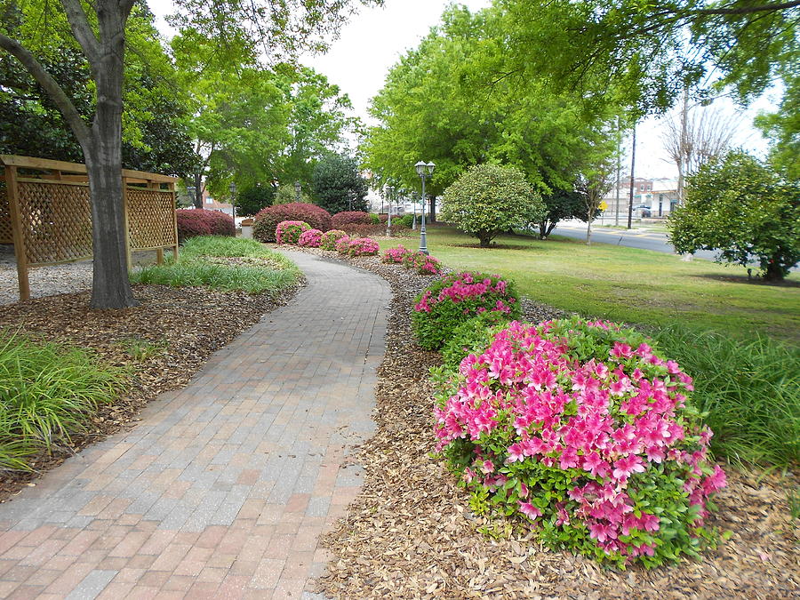  - azaleas-in-the-park-dianna-jackson