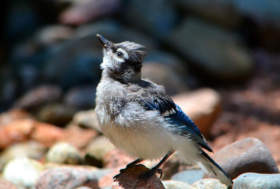 baby-blue-jay-photograph-by-deena-stoddard