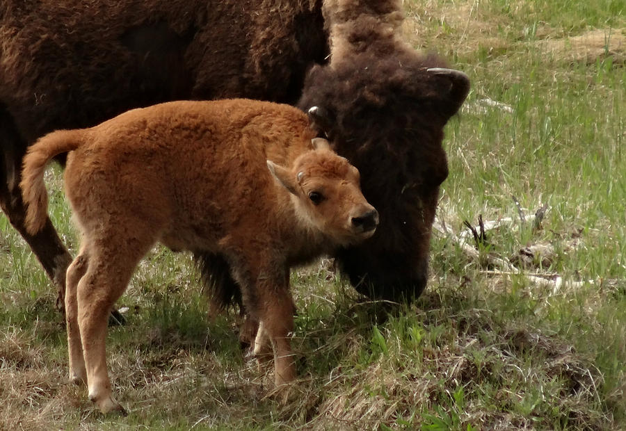 Baby Buffalo Photograph by Dan Sproul