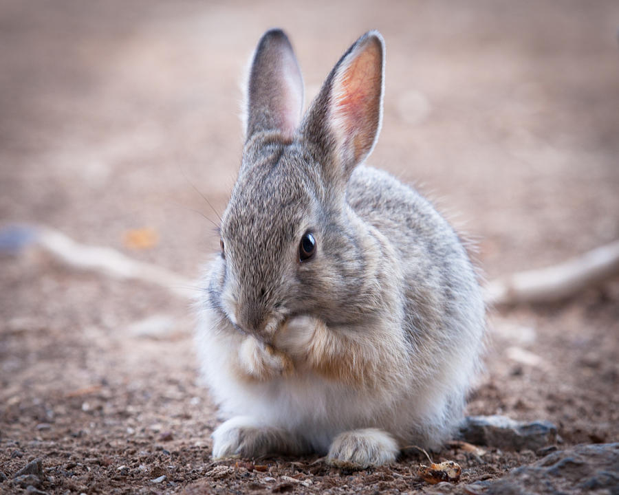 cotton tail teddy