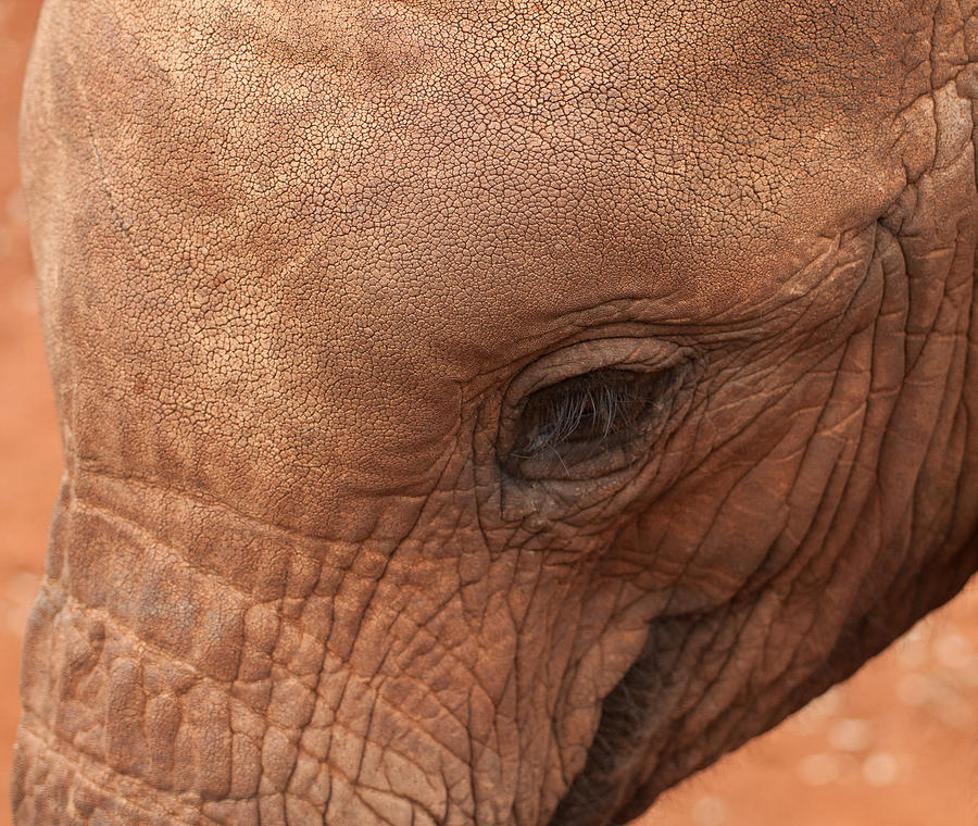 Baby Elephant Photograph By Peggy Blackwell Fine Art America