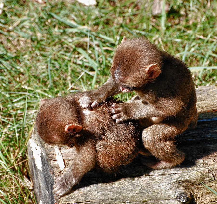  - baby-macaque-diane-picard