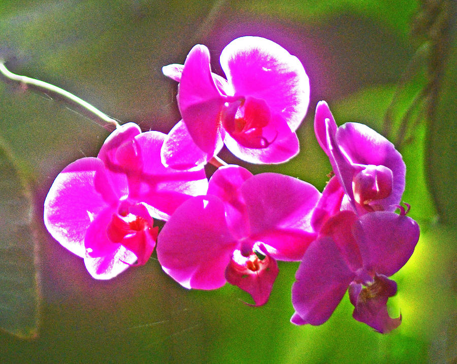  - backlit-orchids-allan-einhorn