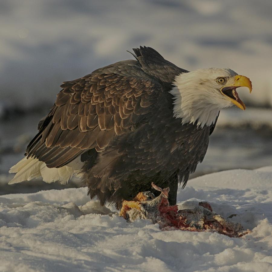 Bald Eagle Eating Salmon-4 Digital Art by Eldon Ragland
