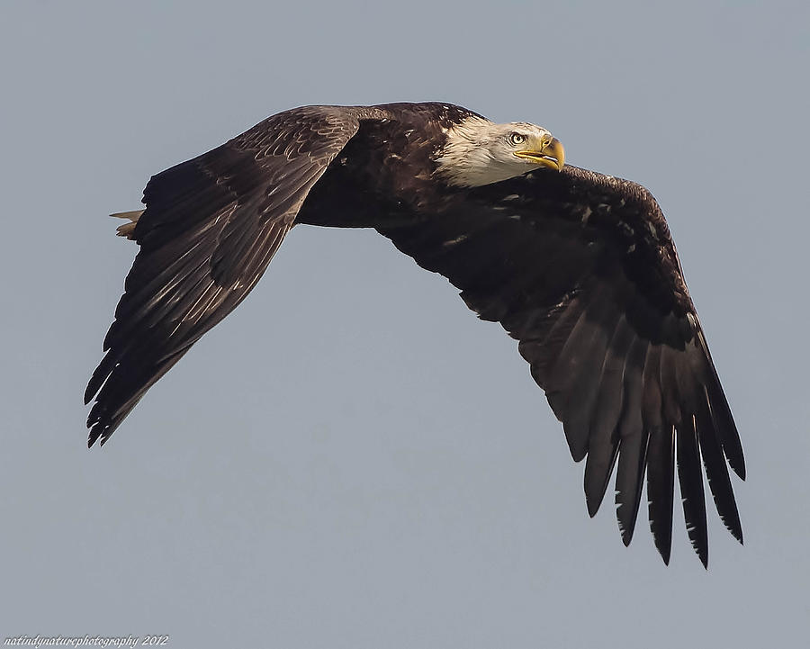 - bald-eagle-in-flight-nathan-harker