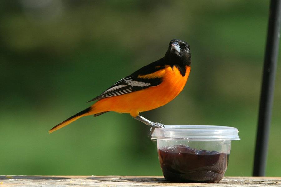 baltimore oriole at feeder photograph by john dart baltimore oriole at feeder photograph by john dart