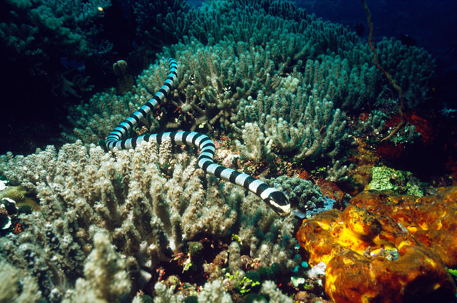 Banded Sea Krait Laticauda Colubrina Photograph By Greg Ochocki Fine