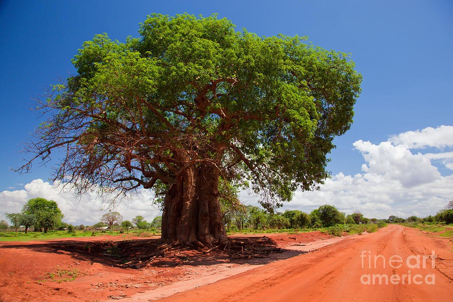 http://images.fineartamerica.com/images-medium-large-5/baobab-tree-on-red-soil-road-michal-bednarek.jpg
