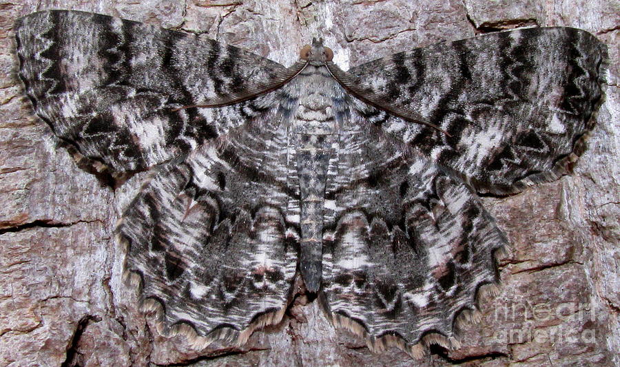 gray-moth-on-tree-bark-epimecis-hortaria-bugguide-net