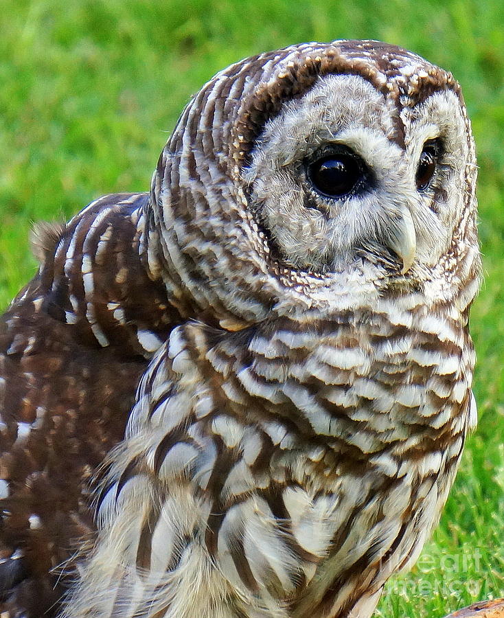  - barred-owl-3-rachel-munoz-striggow