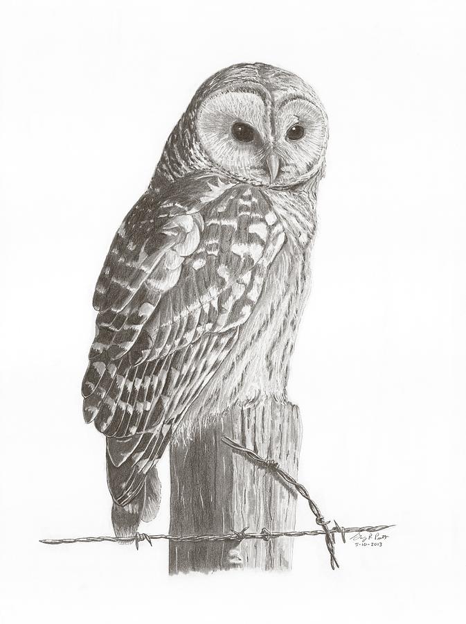 Barred Owl Drawing by Gary Pritts