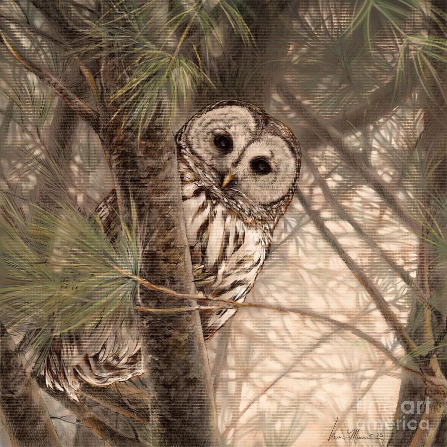 Barred Owl Drawing By Laurie Musser Fine Art America