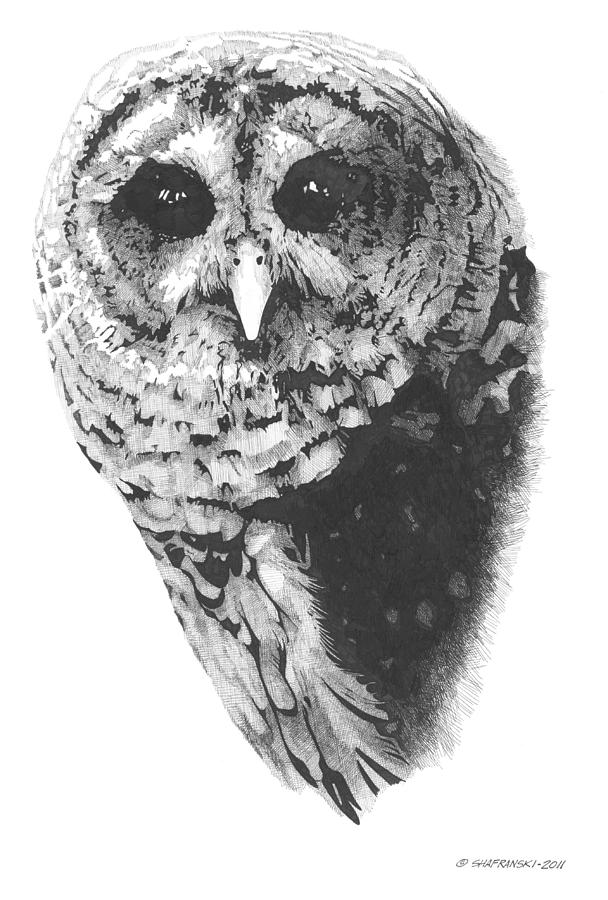 Barred Owl Drawing by Paul Shafranski