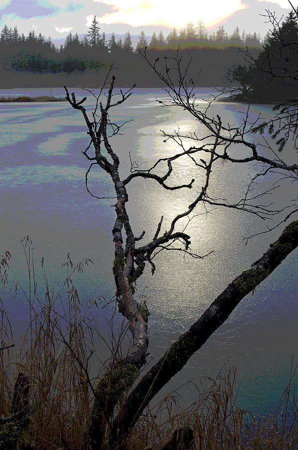 Barren Branches Artistic Photograph By Cathy Mahnke Fine Art America