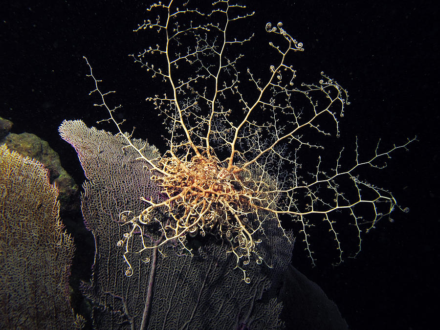 Basket Starfish Photograph by Brian Sevald