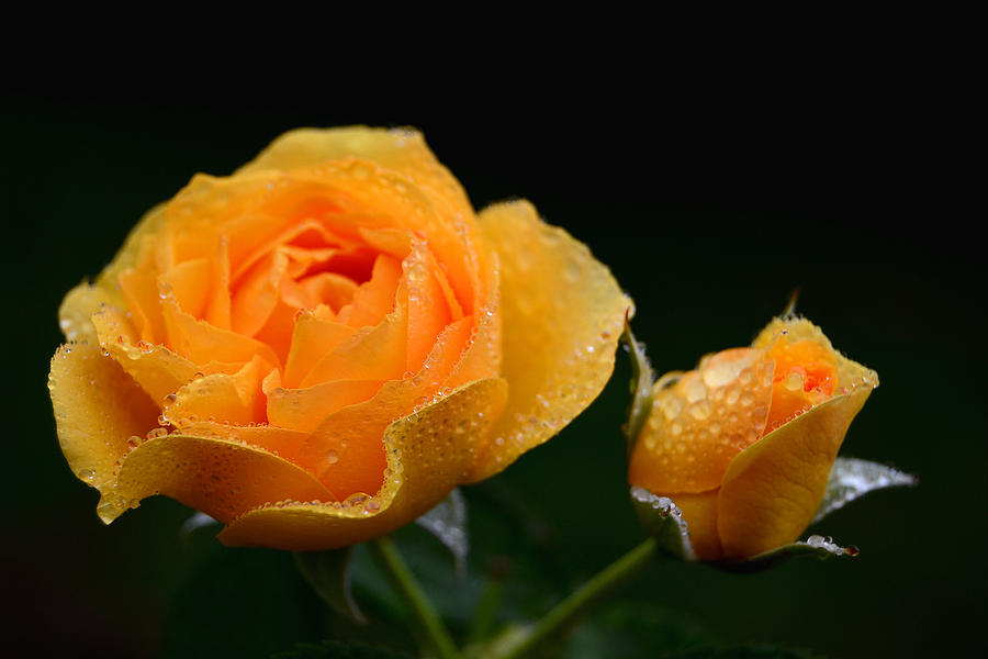  - beaded-yellow-roses-david-quist