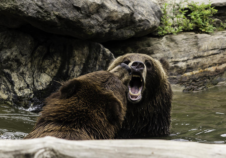  - bears-playing-in-water-georgina-gomez