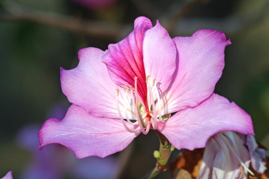 Beautiful Orchid Tree Flower Outback Queensland Australia by Pamela Buol