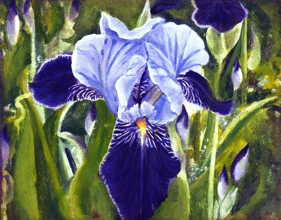 Beautiful Purple Iris Painting By Patty Curtis Fine Art America