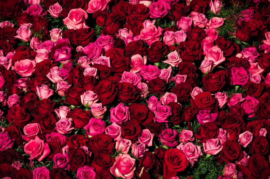 Bed Of Red Roses Photograph