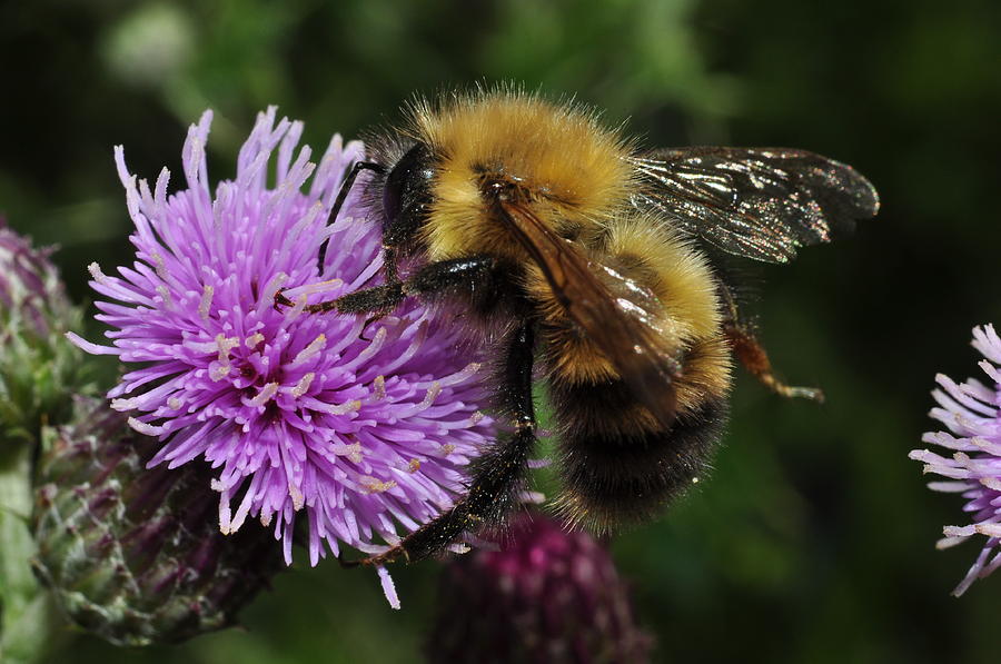 Bee Clinging To A Wild Flower At Riley Park Calgary Alberta Canada
