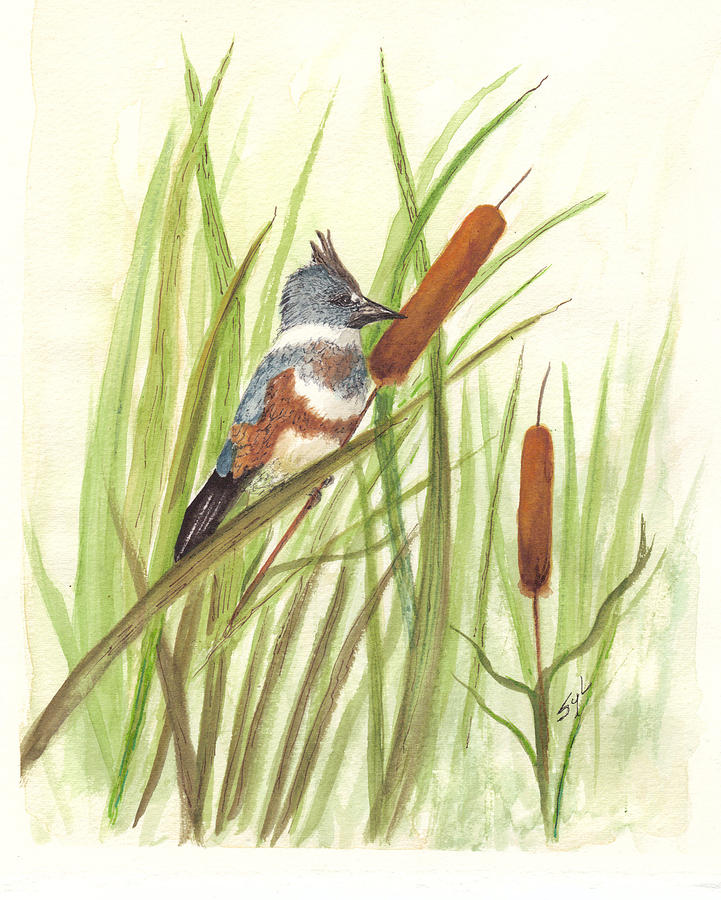 Belted Kingfisher Drawing by Syl Lobato