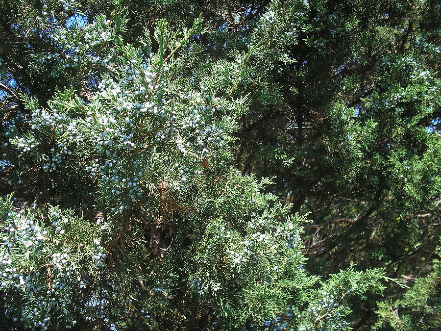  - berries-of-the-juniper-tree-valerie-bruno