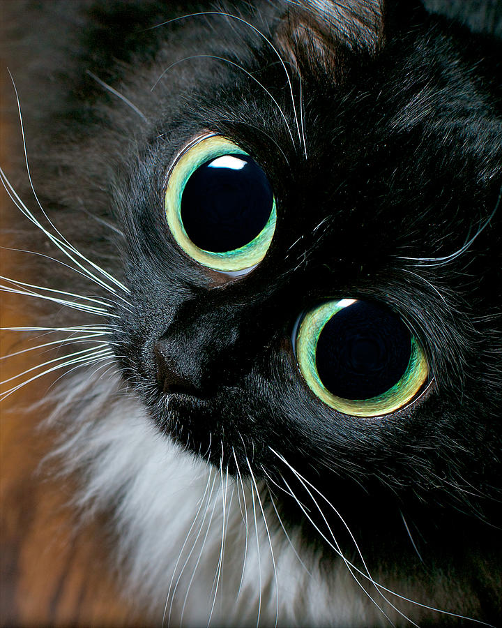 Big Eyed Cat Begging Portrait Photograph By Berkehaus Photography