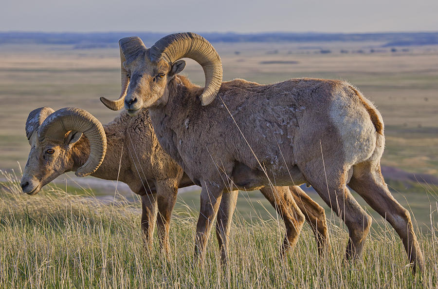 Bighorn Sheep In Badlands National Park Photograph By Robert Postma