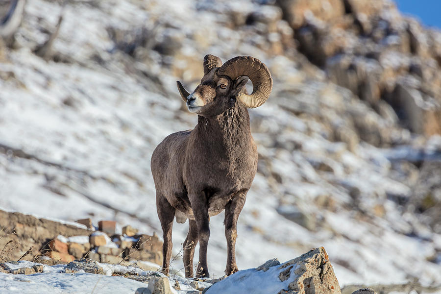 Bighorn Sheep Ram In Early Winter Photograph By Chuck Haney Pixels