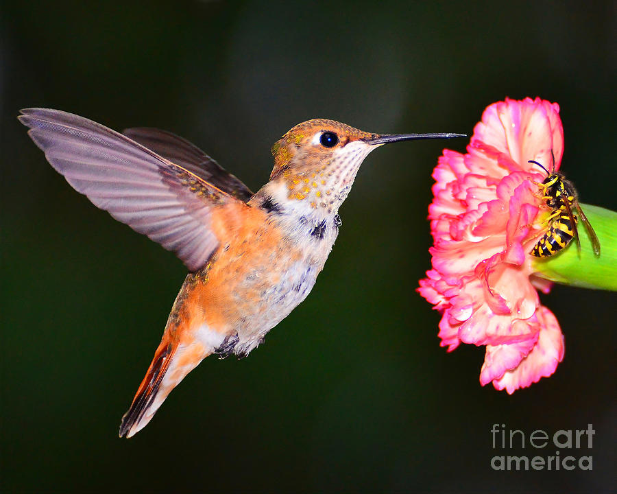 birds n bees photograph by jack moskovita birds n bees photograph by jack moskovita