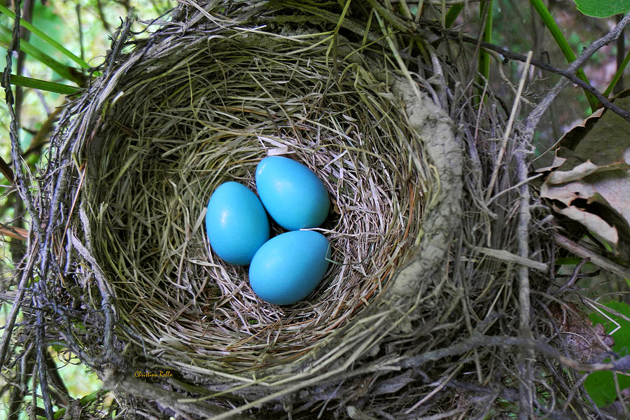 Birds Nest American Robin Photograph By Christina Rollo